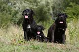 CANE CORSO 864